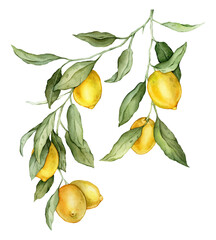 lemon fruit big branch. hand drawn watercolor illustration of yellow tropical citrus food on white i