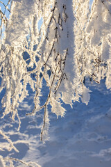 Wall Mural - Frosty tree branches a cold winter day a cold winter day