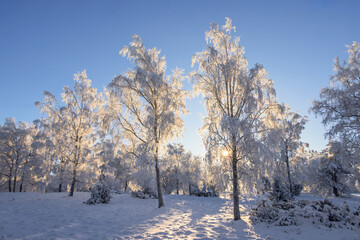 Wall Mural - Sun shining through the frosty treetops on a cold winter day