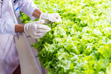 A person in gloves inspects fresh green lettuce in a controlled growing environment, highlighting sustainable agriculture practices.