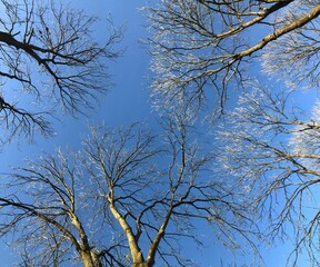 Wall Mural - Tree crowns in winter against a blue sky.