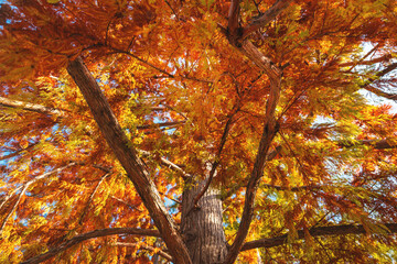 Wall Mural - Colorful autumn foliage of Bald cypress treetop in park