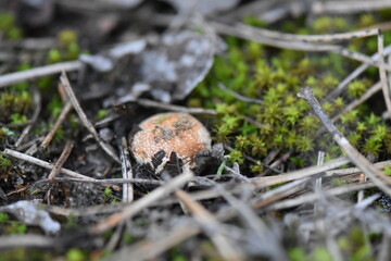 Poster - mushroom in green moss