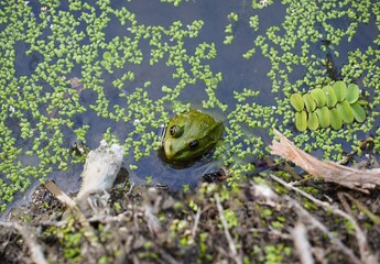 frog in the pond