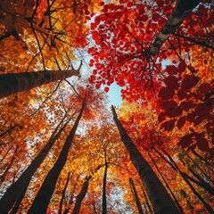 Wall Mural - Autumnal forest with vibrant red and orange foliage on tree canopies