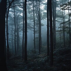 Wall Mural - Foggy mornings in dense woodlands