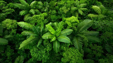 Poster - Stunning aerial view of the lush verdant rainforest canopy stretching out as far as the eye can see in the Amazon region of South America  This breathtaking natural landscape showcases the vibrant