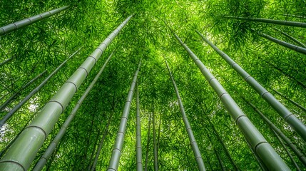 Poster - Lush dense bamboo forest with towering green stalks casting dramatic shadows in Kyoto Japan  Tranquil zen like landscape in a natural atmospheric setting