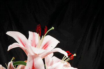 Delicate pink lilies in bloom, elegantly contrasted with a black background to emphasize their vibrant beauty.