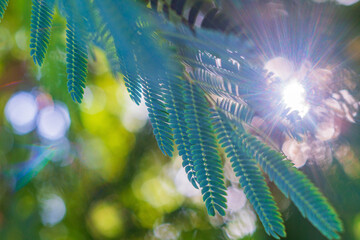 Wall Mural - a green young acacia leaf hangs down against the background of a blurred yellow-green background of 