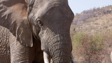 Wall Mural - a high frame rate extreme close up shot of the matriarch of an elephant herd approaching the camera at pilanesberg national park in south africa