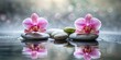 Zen Orchid Spa Stones Water Reflection, zen, spa, wellness, nature
