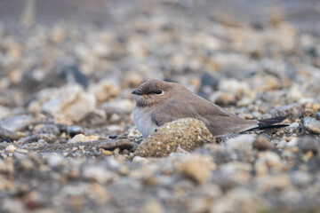 Wall Mural - Small Pratincole (Glareola Lactea) in riverbank. The small pratincole is a swift-flying bird from South Asia, inhabiting riversides and feeding on insects mid-air.