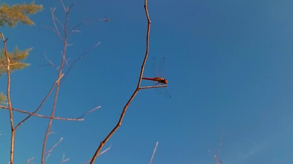 Wall Mural - A dragonfly on a branch