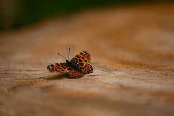 Wall Mural - Araschnia levana standing in the sun on a log in spring. Details with an orange butterfly with black spots