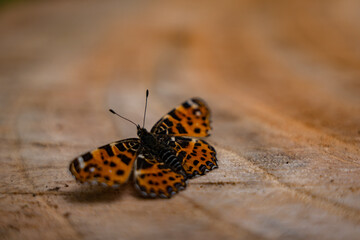 Wall Mural - Araschnia levana standing in the sun on a log in spring. Details with an orange butterfly with black spots