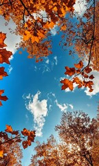 Wall Mural - a vertical beautiful low angle view of autumn leaves in forest autumn day with a blue sky and leaves