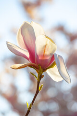 Wall Mural - magnolia soulangeana tree blooming. big flower. closeup nature background in spring. backlit scenery on a sunny day in april. fresh fragility