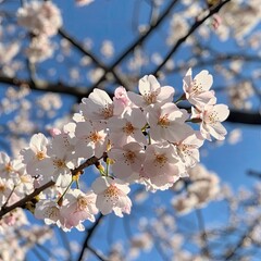 Sticker - Cherry blossoms in full bloom against a clear blue sky