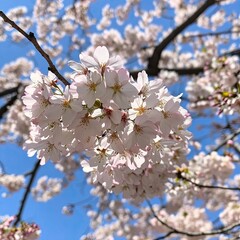 Sticker - Cherry blossoms in full bloom against a clear blue sky