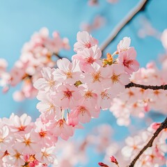 Sticker - Cherry blossoms in full bloom against a clear blue sky