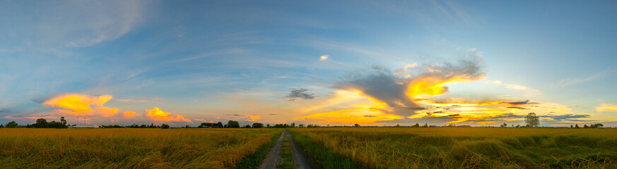 Wall Mural - yellow , autumn rice field with sunset.tree silhouetted against a setting sun.beautiful clouds,sunli