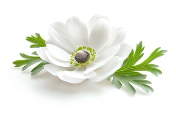 Poster - A single white flower sits atop a white surface surrounded by green leaves