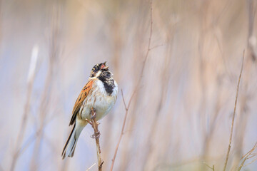 Wall Mural - Singing common reed bunting, Emberiza schoeniclus, male bird in the reeds on a windy day