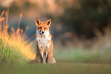 wild red fox, vulpes vulpes, foraging in a meadow