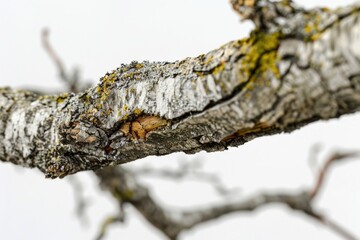 Poster - A detailed view of a tree branch, highlighting its texture and structure