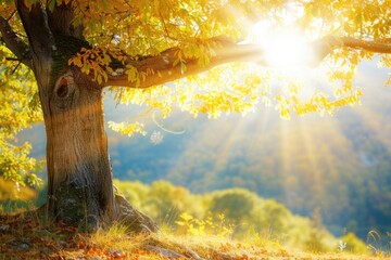 Aufkleber - A tree with the sun shining through its leaves, creating a warm and cozy atmosphere