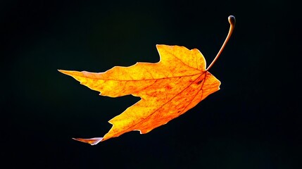 Wall Mural - A single yellow leaf floating in the air on a black background