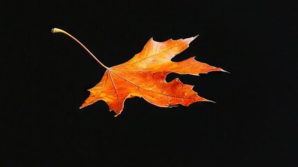Wall Mural - A single orange leaf on a black background