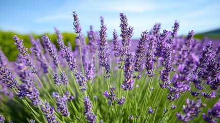 Expansive lavender field in full bloom with vibrant purple hues stretching to the horizon, set against a clear, blue sky in a refreshing, cool-climate atmosphere.