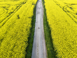 Poster - Rape field with road - aerial view