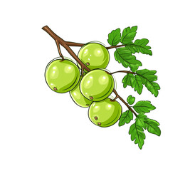 Wall Mural - Amla with Branch,