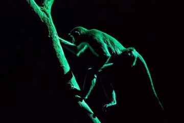Poster - A dynamic shot of a monkey climbing a glowing tree trunk in an enchanting dark forest, capturing the essence of mystery, exploration, and natural wonder.