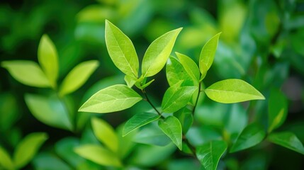 Poster - A close-up of green leaves and new growth on a healthy plant in a garden. 