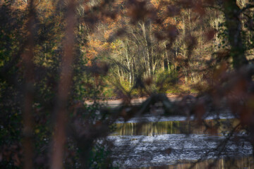 Wall Mural - Autumn colors at the Thülsfelder Dam, Germany