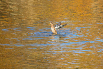 Wall Mural - Ducks swimming on a pond on a sunny day