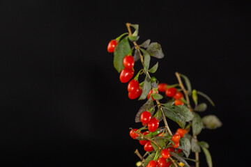 Wall Mural - fresh ripe red goji berries on a branch, isolated on black background