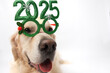 © deine_liebe - Dog with glasses 2025 for new year. Golden retriever for Christmas sitting on white background with green glasses. Postcard with space for text for new year with pet.