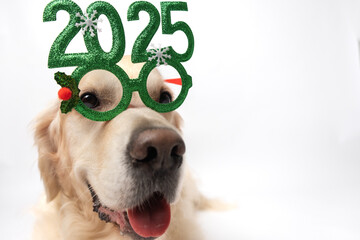 Dog with glasses 2025 for new year. Golden retriever for Christmas sitting on white background with green glasses. Postcard with space for text for new year with pet.