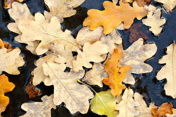 Aufkleber - A pile of autumn oak leaves, some of which are brown and some are green. The leaves are wet and the pile is lying on the ground. Autumn leaves background