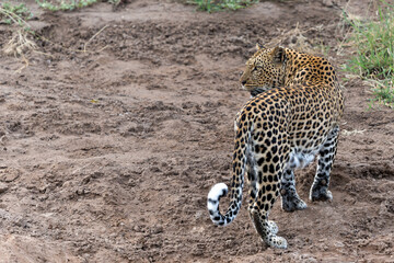 Wall Mural - leopard (panthera pardus) hunting. this leopard was hunting in mashatu game reserve in the tuli bloc