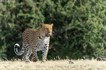 Wall Mural - leopard (panthera pardus) hunting. this leopard was hunting in mashatu game reserve in the tuli bloc
