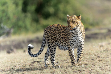 Wall Mural - Leopard (Panthera Pardus) hunting. This leopard was hunting  in Mashatu Game Reserve in the Tuli Block in Botswana  