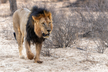 Wall Mural - Lion (Panthera leo) hanging around in the sand of the Kalahari Desert. This dominant male lion was protecting his prey in the Kgalagadi Transfrontier Park in South Africa.