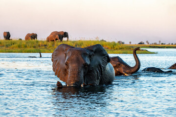 Wall Mural - Close encounter with Elephants crossing the Chobe river between Namibia and Botswana in the late afternoon seen from a boat.