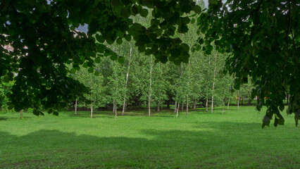 Canvas Print - Birch trees in the park among greenery.